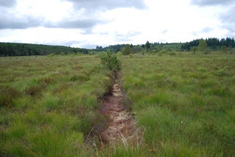 Ancien drain Tourbière de la Ferrière - Crédit photo PNRML
