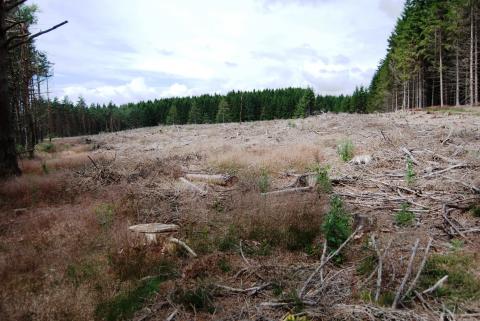 Coupe rase - Crédit photo PNRML