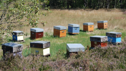 Ruches - Crédit photo PNRML